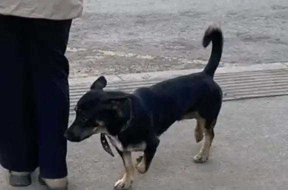 Собака найдена: 9 мкрн, ул. Химиков