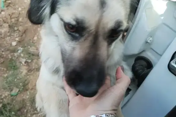 Найдена собака в Чеботарке, Крым