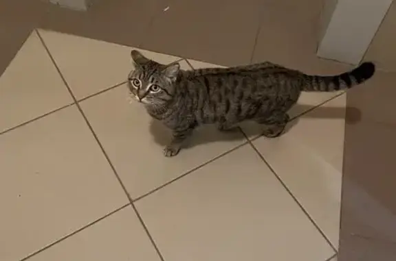 Найдена кошка, , фото: Кошка найдена: ул. Горького, 42, Ишим