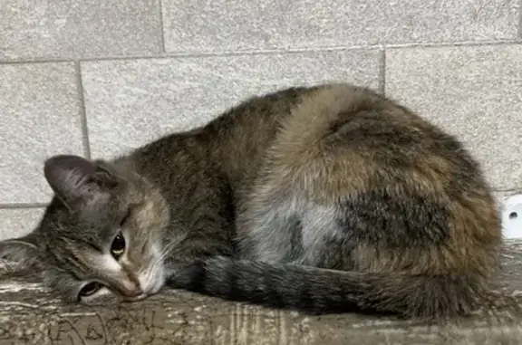 Найдена кошка: ул. Каа-Хем, 18, Кызыл