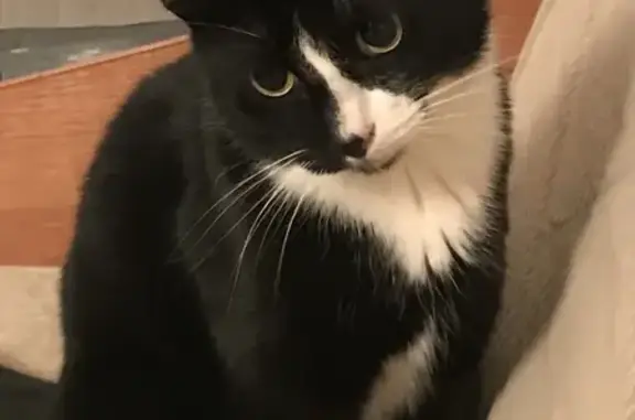 Кошки потеряшки, Санкт-Петербург, фото: Потеряшка кот: наб. р. Фонтанки, 102