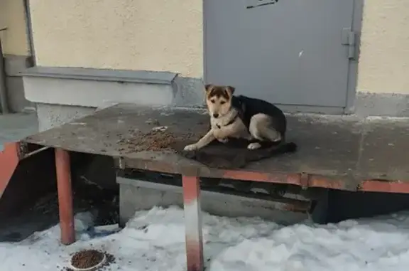 Найден щенок, ул. Кирова, 5