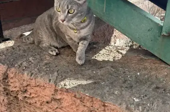 Найден кот, ул. Торосова, Абакан