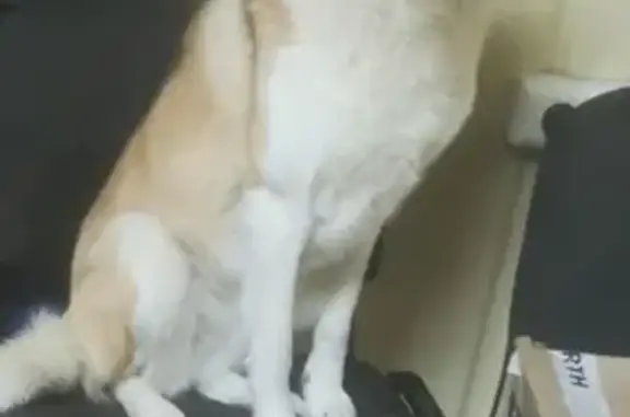 Пропала собака на Соломенском шоссе