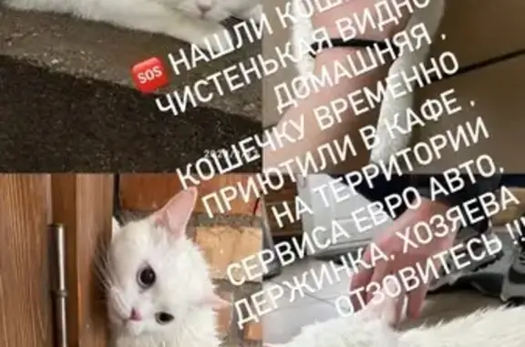 Найдена кошка, ул. Дзержинского, 127