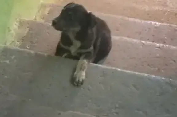 Найдена собака: ул. Фадеева, 5, Волгоград