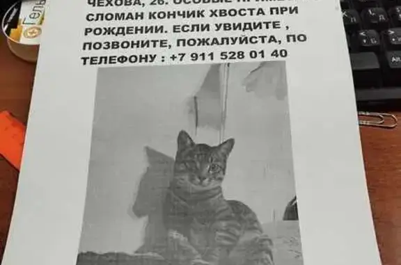 Пропала кошка, Чехова 59, Вологда