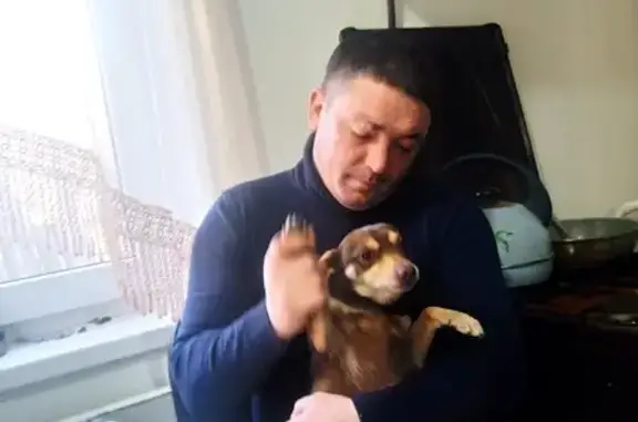 Пропала собака: Свердлова, 2, Курганинск