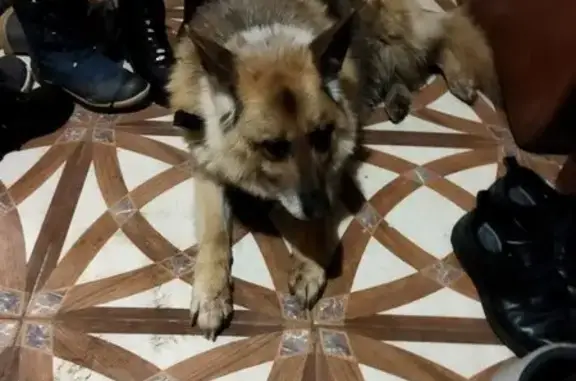 Найдена собака: Сусанинская пл., Кострома
