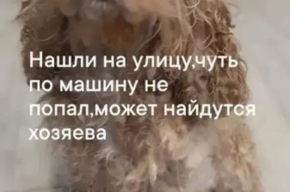Найдена собака: ул. Костычева, Тула