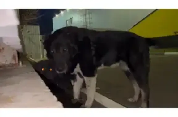 Найдены собаки: Узкий переулок, Москва
