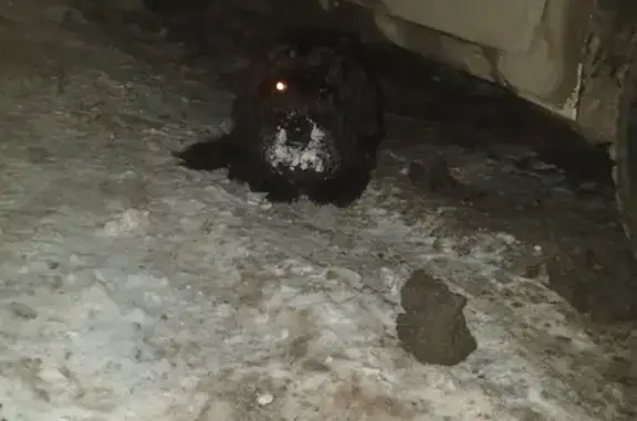 Чёрная собака у мусорок на Маслюкова