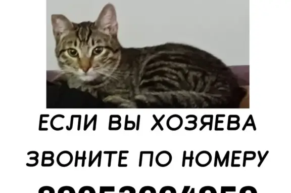 Найдена кошка, ул. Мереняшева, 43