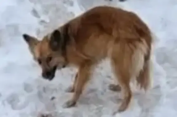 Найдена истощенная собака: Наумова, 5