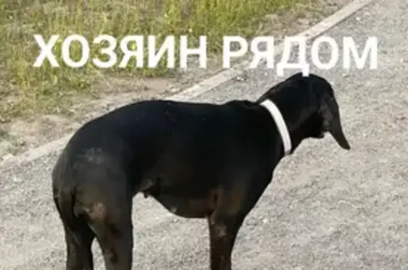 Черная собака, Щёлковское ш., Балашиха