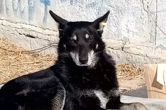 Найдена собака: Новотроицкое ш., Благовещенск
