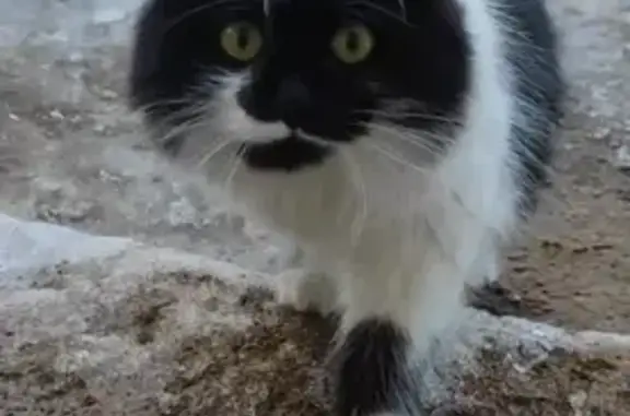 Пропала кошка у магнита, Иваново