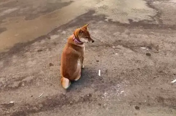 Найдена собака, Большая Серпуховская