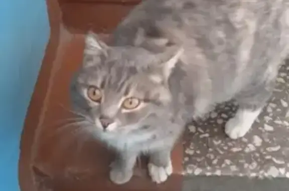 Найдена кошка: ул. Масленникова, 173, Омск