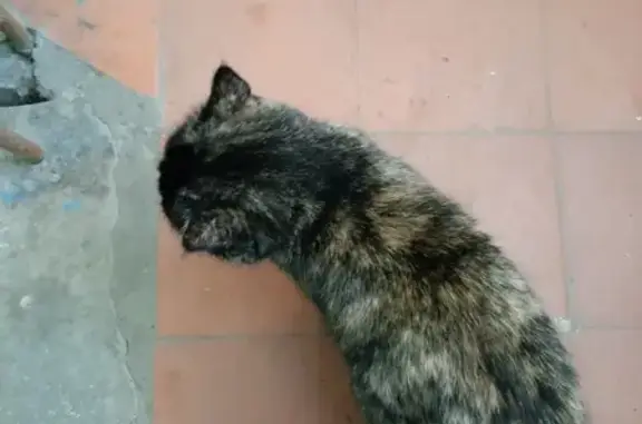 Найдена кошка: Астраханская, 177, Тамбов