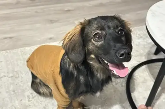 Найдена собака в Краснопольском