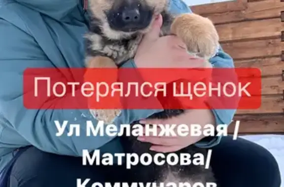 Пропала собака: Микронная, 22А, Барнаул