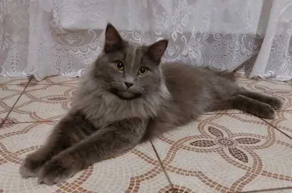 Найден кот: ул. Селезнёва, Краснодар