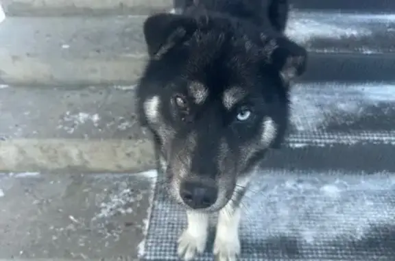 Пропала собака: пл. Ленина, Нефтекамск