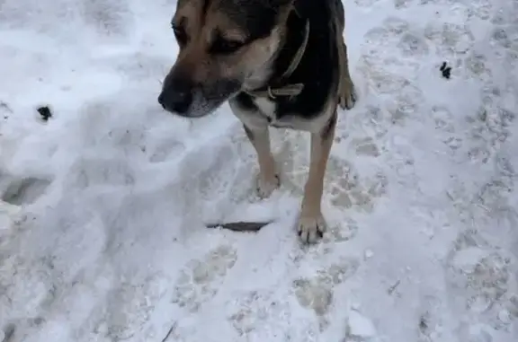 Собака найдена у школы №37, Иваново