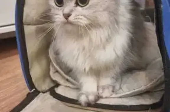 Найдена кошка, Владивосток