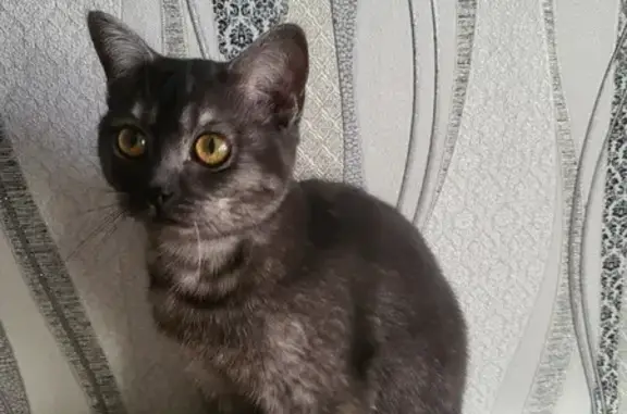 Пропала кошка: Титова, 15, Лиски