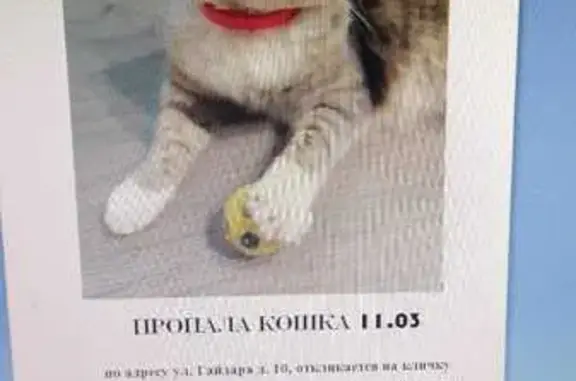 Пропала кошка: Гайдара, 10, Ливны