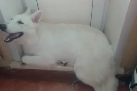 Пропала собака в Мирненском, Алтай