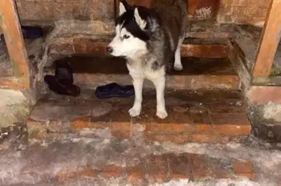 Найдена собака, Воскресенск, ул. Стрельцова, 26