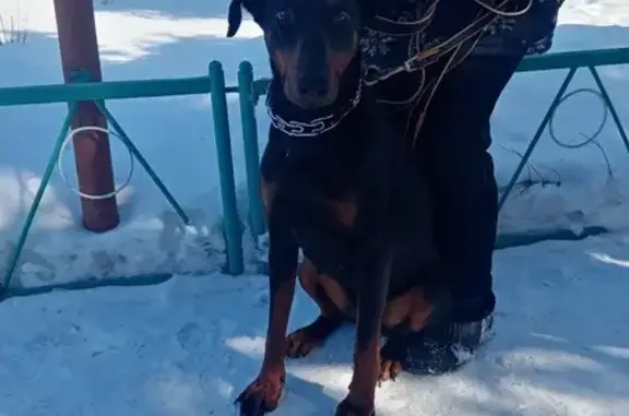 Найдена собака, Центральная ул., Айгульевский