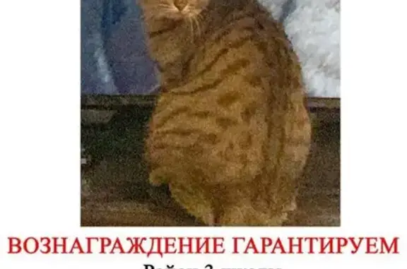 Пропал кот, ул. Чернышевского, 30А
