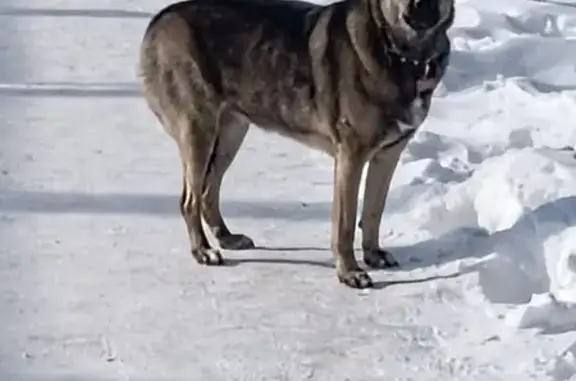 Потеряшка-собака в парке Гагарина