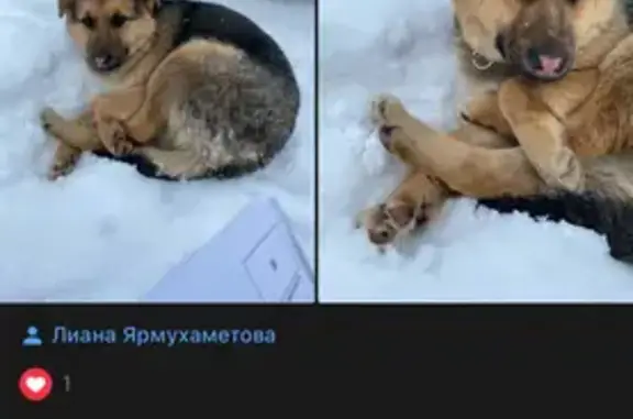 Пропала собака: Казань, 33 Военгородок