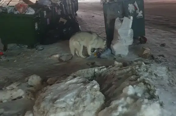 Найдена собака на Красноармейской, 135