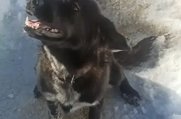 Собака найдена: Новомосковск, Кувекино