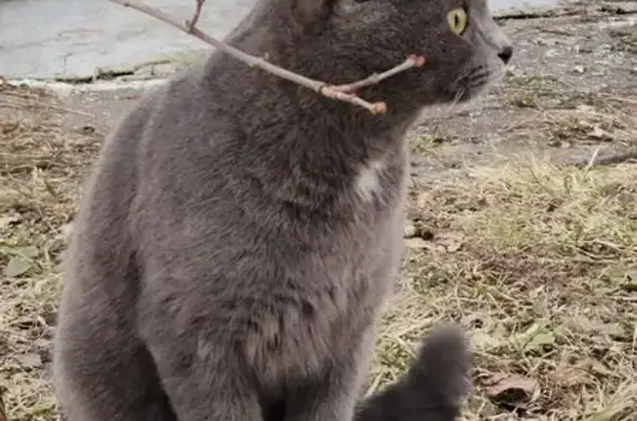Найден кот: Мигаловская наб., 10Б