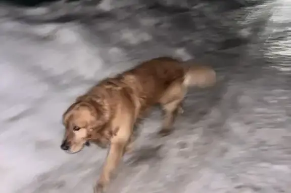 Найдена собака в СНТ Родник, Москва