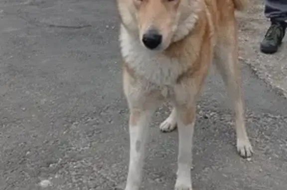 Найдена собака: Федюнинского, Брянск