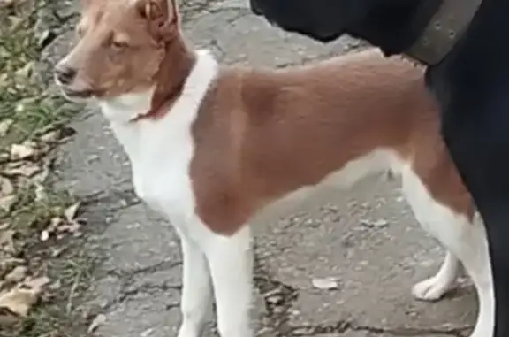 Пропала собака: Хетагурова, 6, Пятигорск