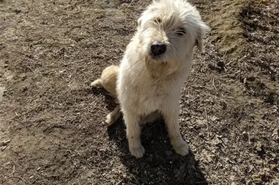 Найден пёс ул. Штеменко, Волгоград