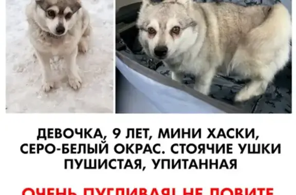 Пропала собака, Ильинское ш., помогите!