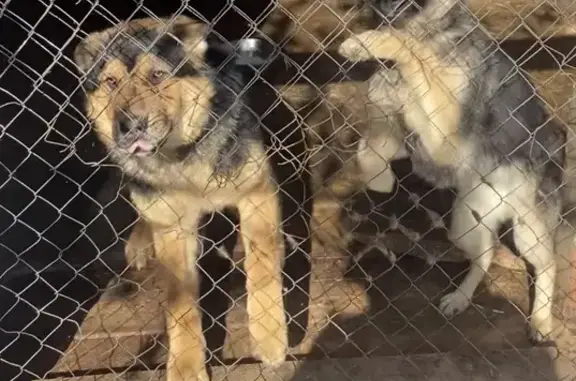 Пропали собаки в Радужном, Иркутск