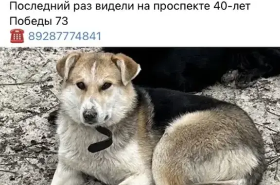 Пропала собака: Аксайская, 24, Ростов