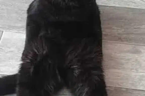 Пропала черная кошка: Колхозная, 16
