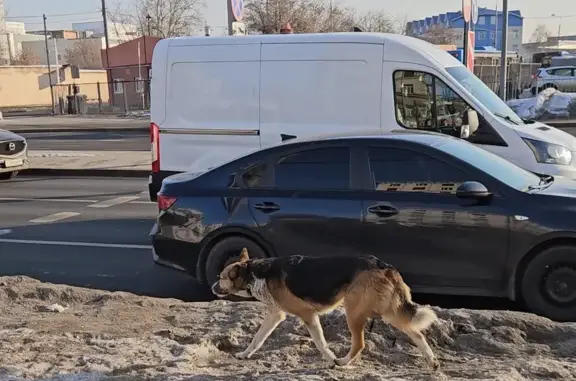 Собака найдена у метро Кожуховская